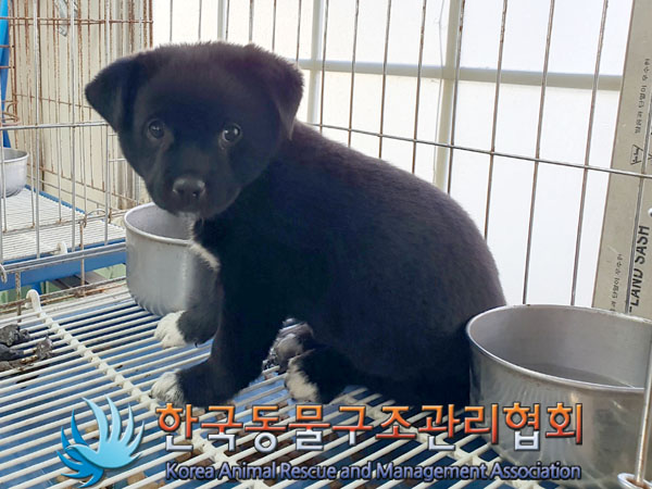 한국동물구조관리협회_441559202300965